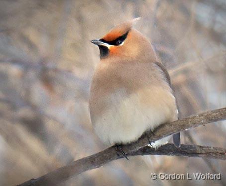 Perched Waxwing_05250.jpg - Bohemian Waxwing (Bombycilla garrulus) photographed at Ottawa, Ontario, Canada.